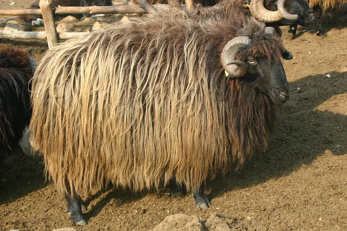 Отвориха първата у нас Академия за овчари