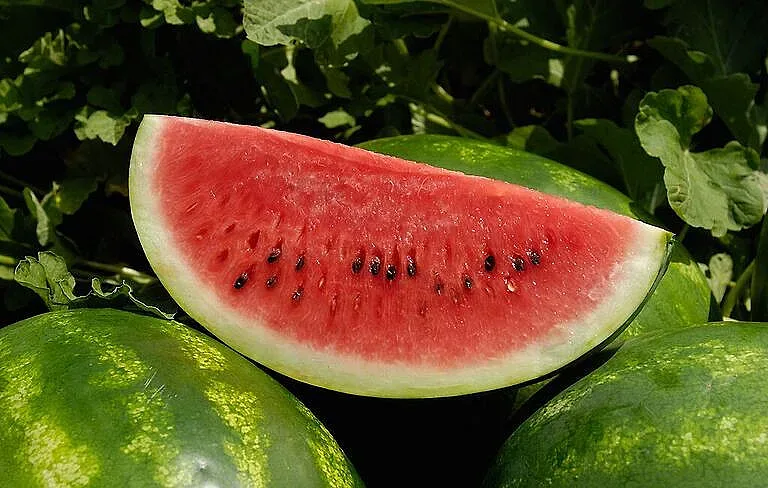 Ето защо са толкова скъпи домати, краставици и дини тази година