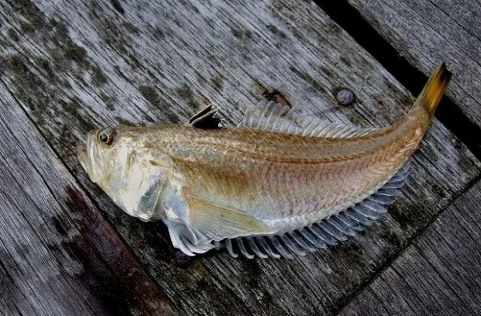 Експерт ни хвърли в ужас. Голяма рибна опасност дебне в Черно море