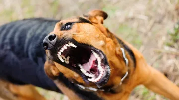 Нов ужас! Домашно куче нахапа 4-годишно дете