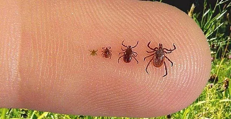 Китай ни прати нов вирус, този път с кърлежи