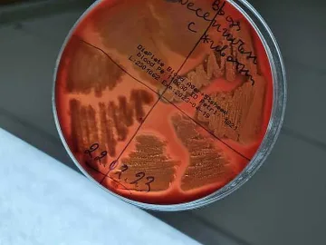 Грози ли ни опасност от топящите се ледове. Учените с хипотеза