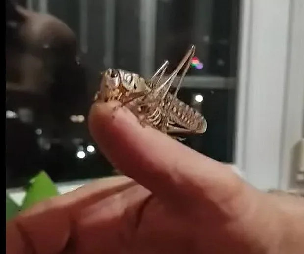 Варненец улови нещо страшно на терасата си. Вижте какво