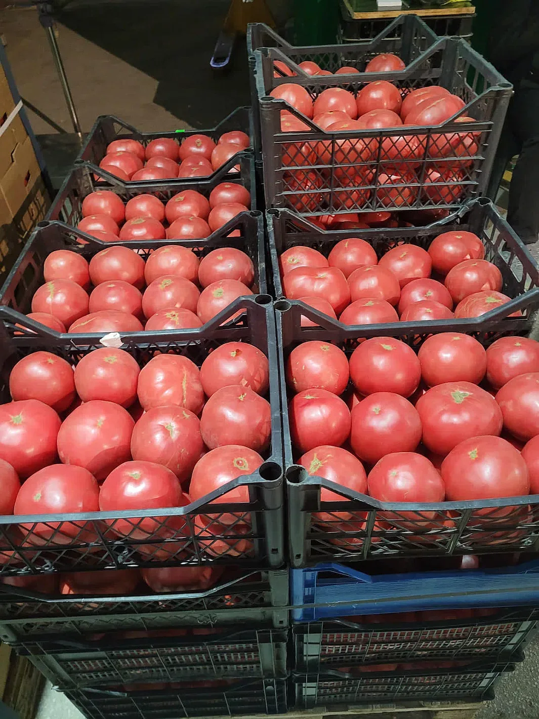 Само в СТАНДАРТ. Борса на зеленчуци подлуди хората с тези цени!