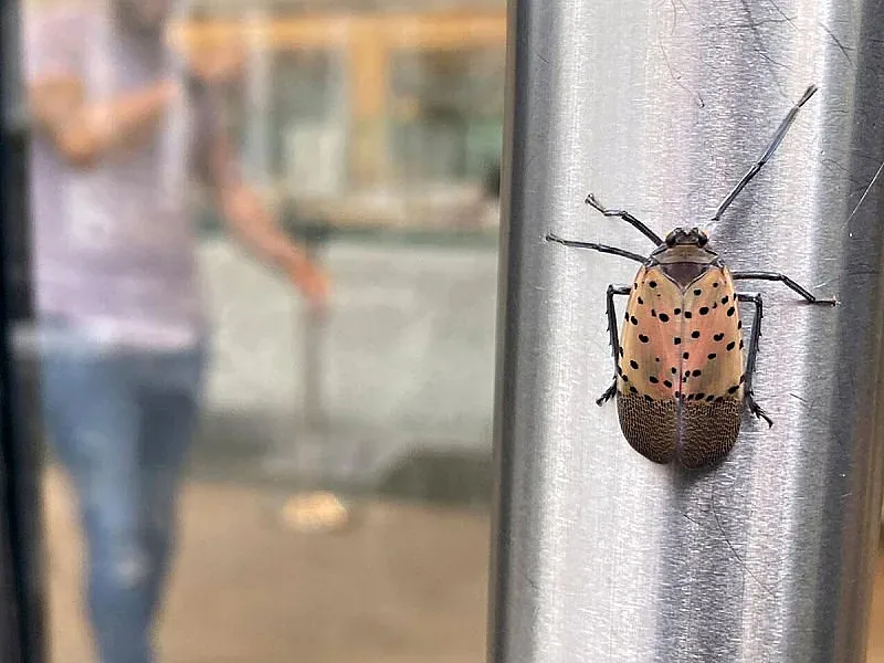 Странни насекоми налазиха Ню Йорк. Нарекоха ги "Библейска чума"