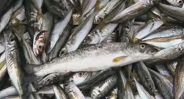 Лоши новини за любителите на цацата. Какво се случва на морето?