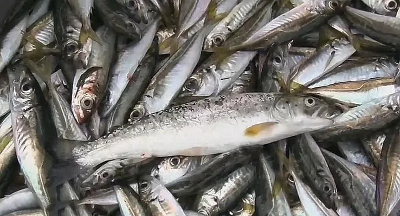 Лоши новини за любителите на цацата. Какво се случва на морето?