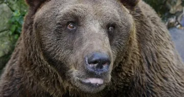 Падна тайната защо мечките спят през зимата