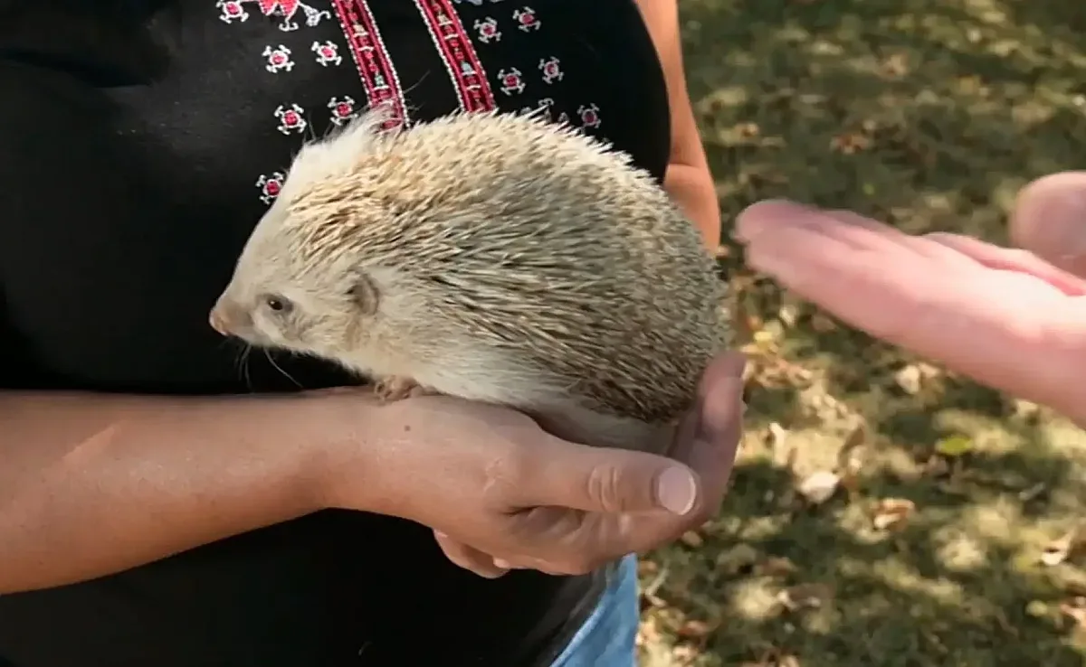 Уникална гледка в наше село! Случва се за първи път в България