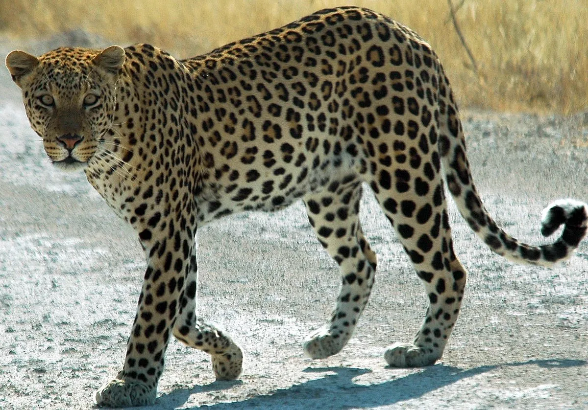 Щастлива развръзка в Стара Загора! Ето какво е станало с леопарда Данте