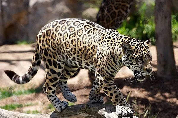 Драмата с леопарда! Страх и евакуация в Стара Загора