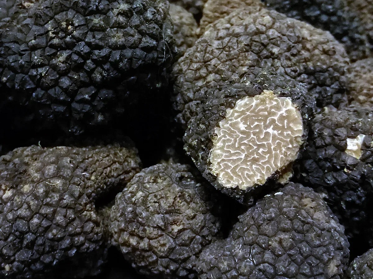 Гъбите изчезнаха от Родопите. Какво се появи