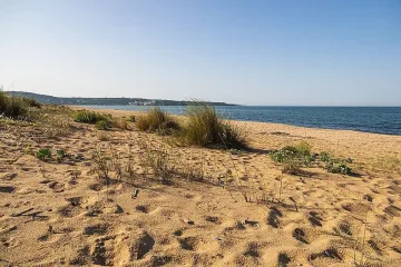Откриха мъртва крава край морето. Каква е причината