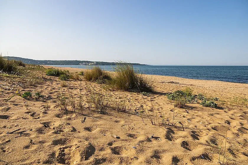 Откриха мъртва крава край морето. Каква е причината
