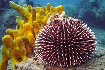 Тревожно! Морските таралежи в Червено море измират