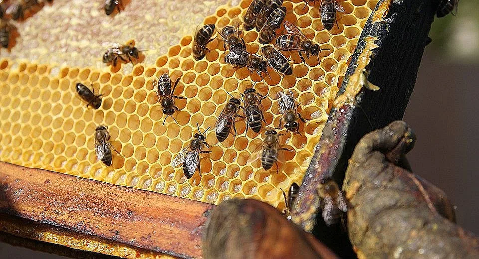 Издадоха шокиращи данни на Международния ден на пчелите