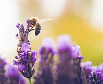 Глобалната криза с медоносните пчели изисква активни мерки