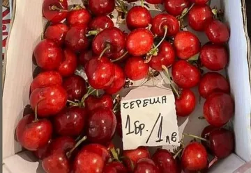 Черешка - левче. Ако искаш, дегустирай