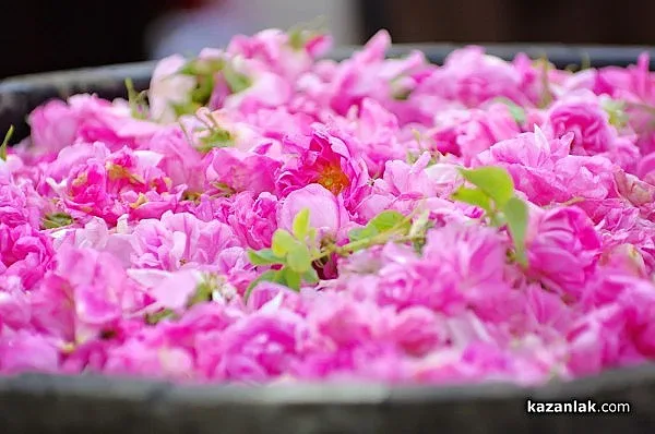 Българското розово масло стана интелектуална собственост