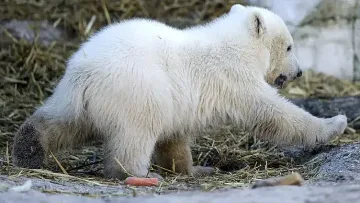 Бели мечки превзеха полярна станция