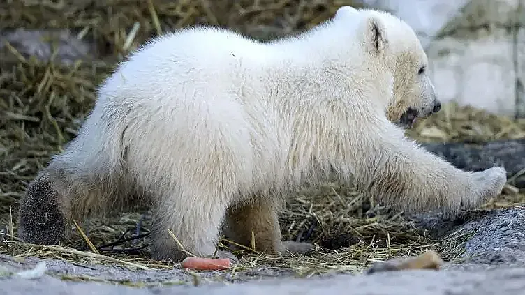 Бели мечки превзеха полярна станция
