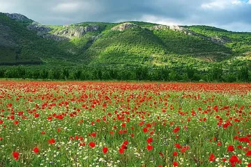 Революция на Витоша, столичани ликуват