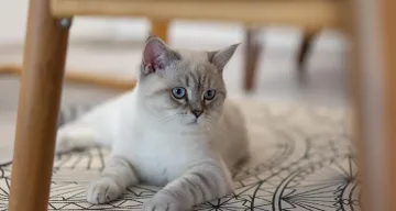 Десет мита за котките