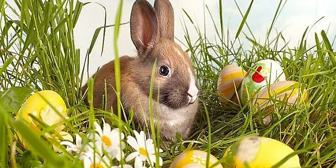 Кой измисля великденския заек? Непознати факти