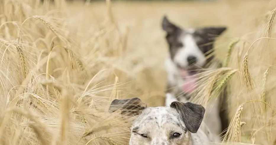 Кошмар! На кого са кучетата убийци в Долна Оряховица