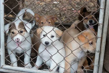 Община подарява бездомничета на четири лапи