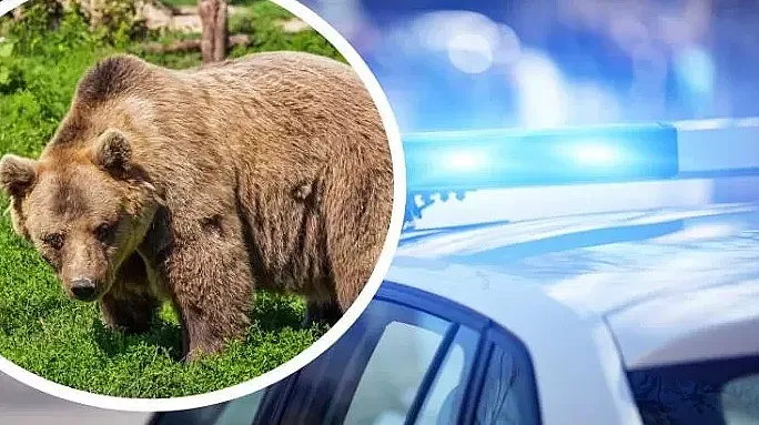 Полицаи подгониха мечка със синя лампа и сирена