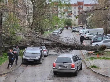 Страшен вятър се изви! Дърво премаза мерцедес в движение
