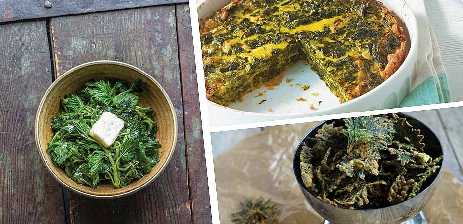 Копривата - суперхрана за здраве и имунитет