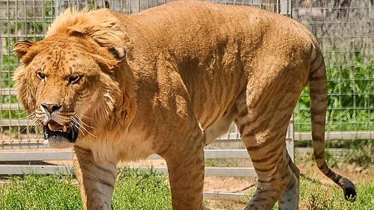 Откриха звяр чудо до България!