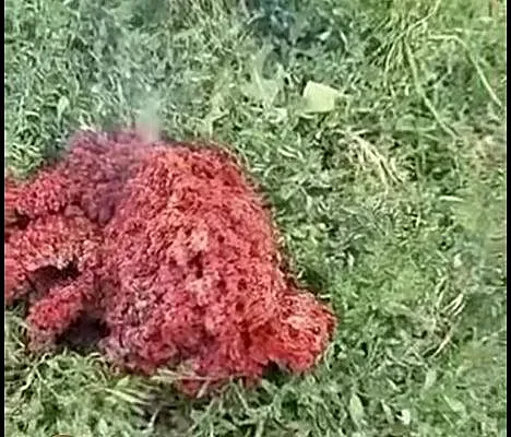 Мистерия в наш град. Падна невиждано чудо