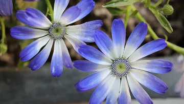 Синоптиците са възхитени. Прогнозата за времето цъфти