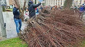 Подаряват 16 000 дръвчета. Днес - ето къде