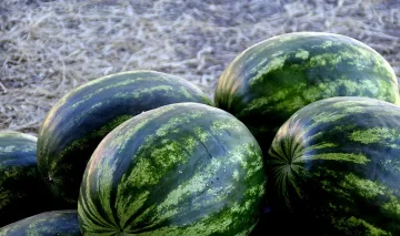 10 съвета как да познаете вкусната диня
