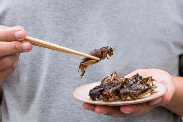 Диви балканци ли сме, щом отказваме да ядем насекоми?