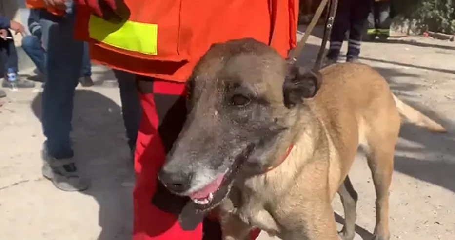 Това наше куче е герой! Направи чудо в Турция