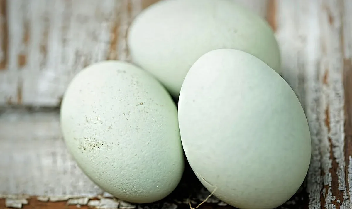 Чудо! Кокошки снасят зелени яйца