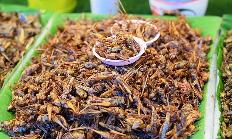 Кулинарна революция и бизнес за милиарди: Червеи и щурци в менюто ни