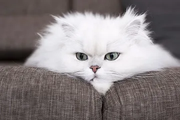 А Виетнам посреща Годината на котката. Защо?