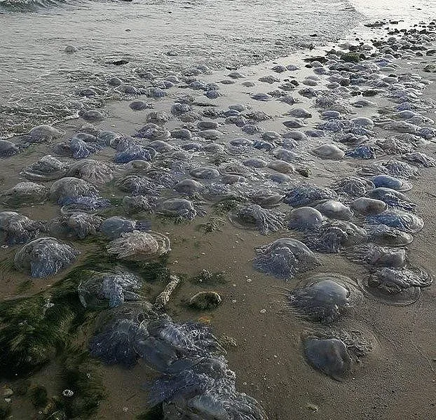 Напаст на нашето море. Не изпадайте в паника!