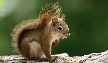 Катеричка шокира шофьор. Уникален номер