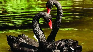 2023: Ще се завърнат ли черните лебеди