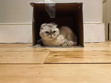 Тази котка притежава 97 млн. долара. Чия е?