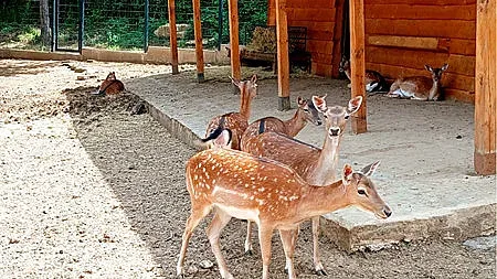 Подари елха – зарадвай животно от зоопарка в Стара Загора