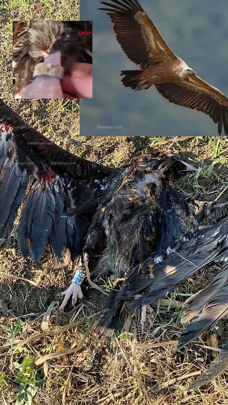 Кой застреля легендарния Арда? Откриха го мъртъв край Истанбул