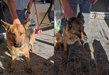 Новогодишната заря превърна домашни любимци в бегълци